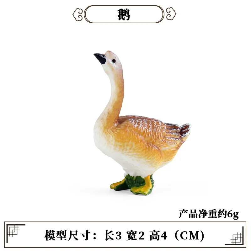 Science Toy - Herramienta de enseñanza educativa para aves