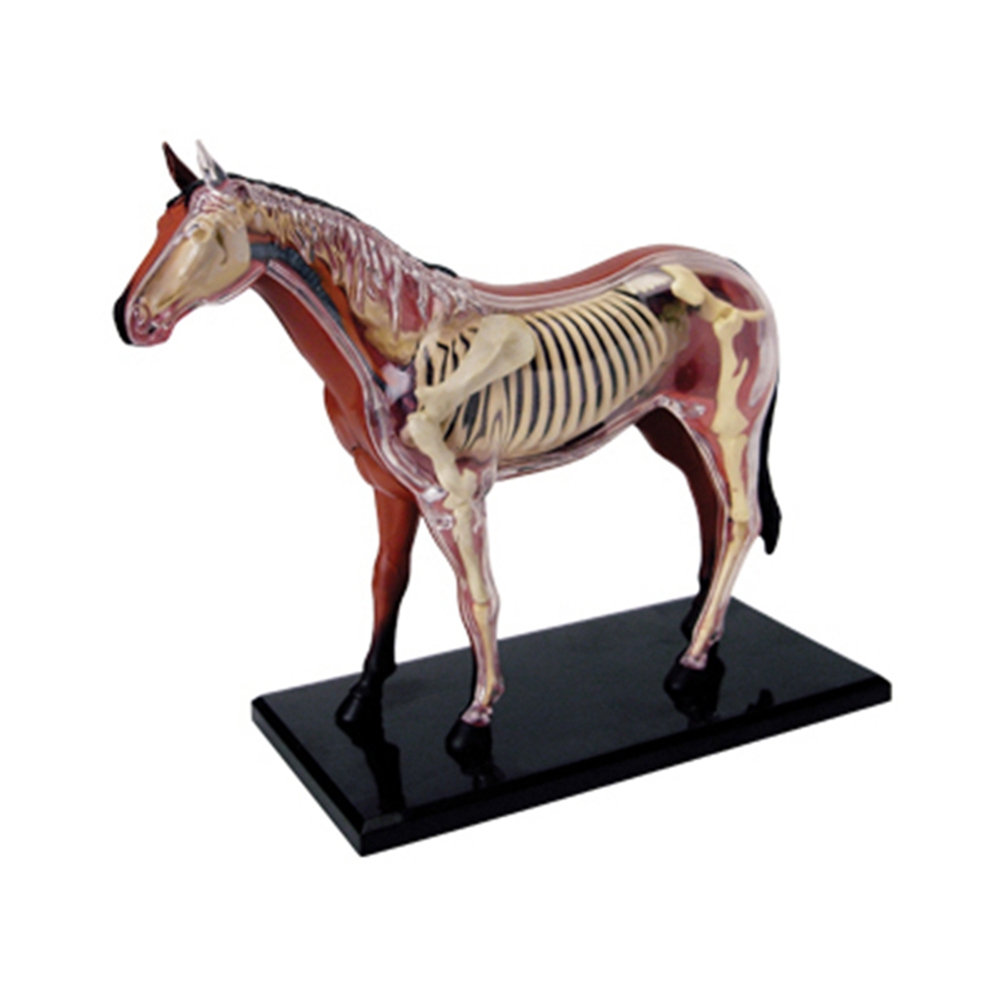 Modelo de anatomía de órganos  - Science Diy Model reseña y precio