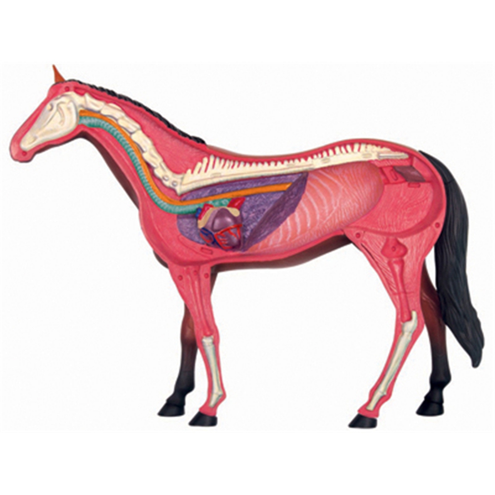 Modelo de anatomía de órganos  - Science Diy Model reseña y precio