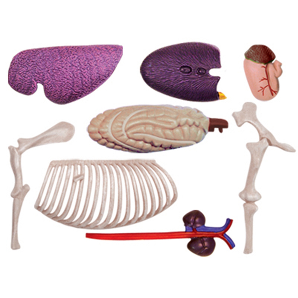 Modelo de anatomía de órganos  - Science Diy Model reseña y precio