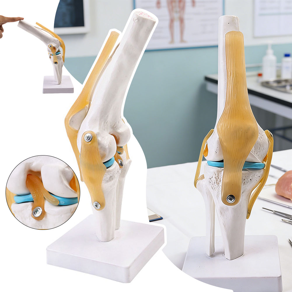 Modelo médico anatmico de arti - Science Hobbyist reseña y precio